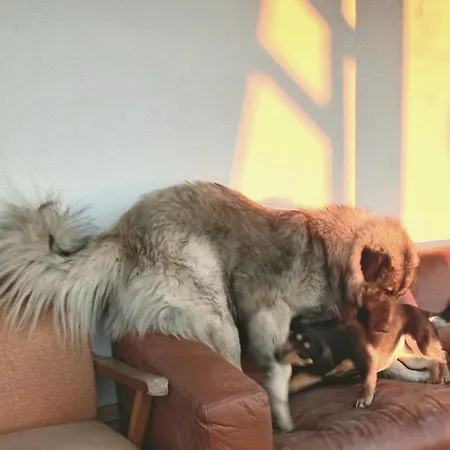 Διαμέρισμα Vendeghaz